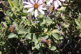 Image of Mutisia spinosa Ruiz & Pav.