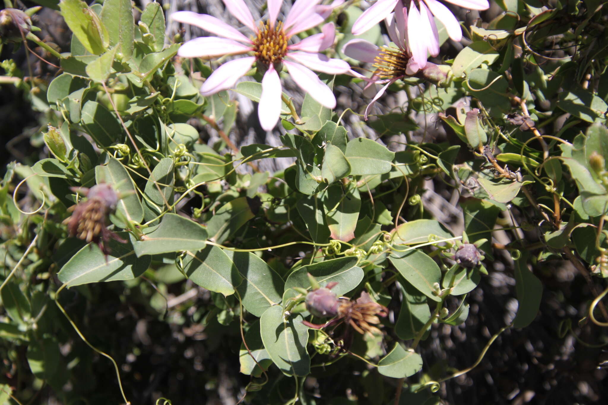 Image de Mutisia spinosa Ruiz & Pav.