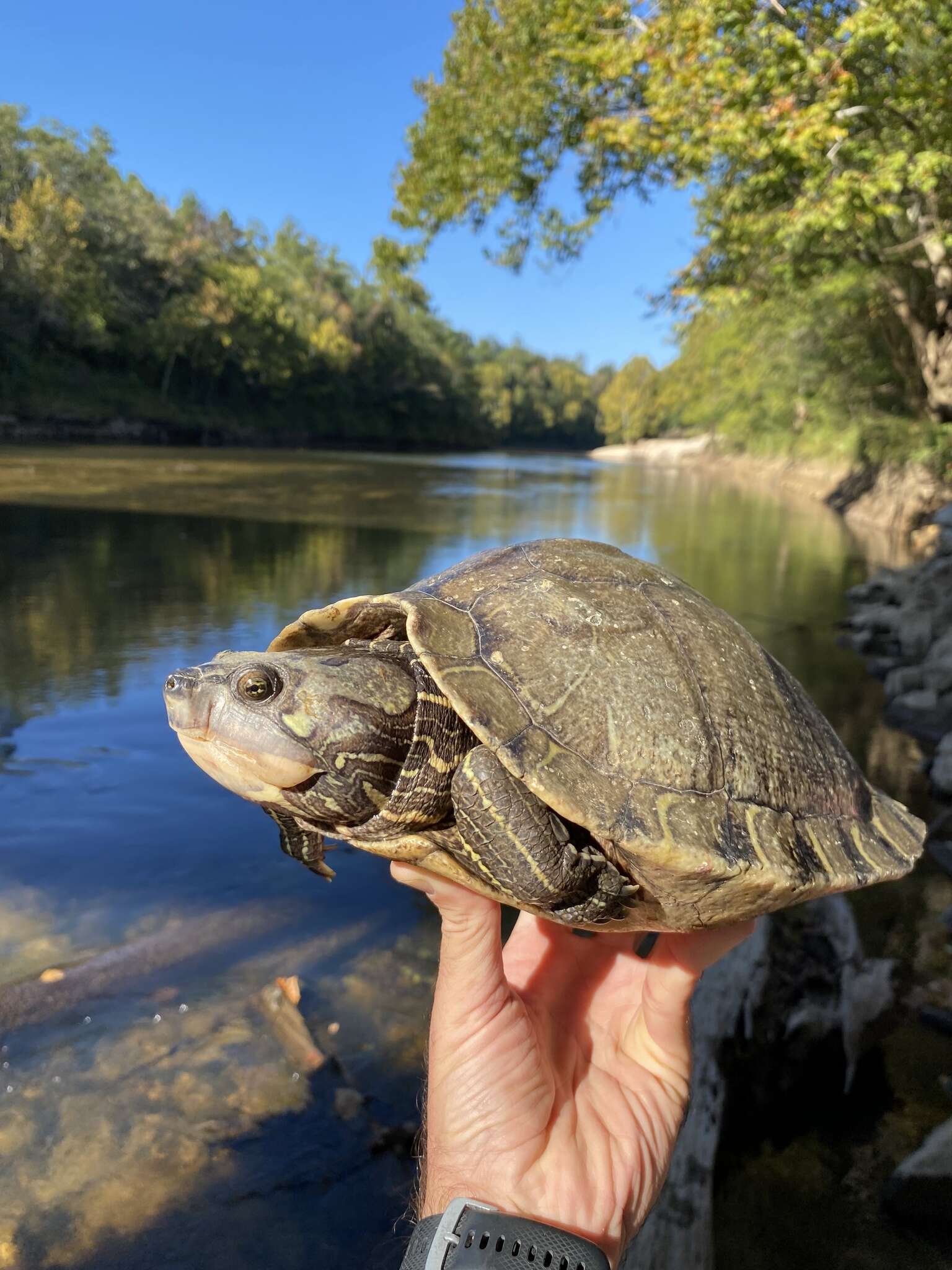 Image of Escambia Map Turtle