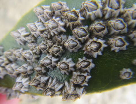 Image of New Zealand barnacle