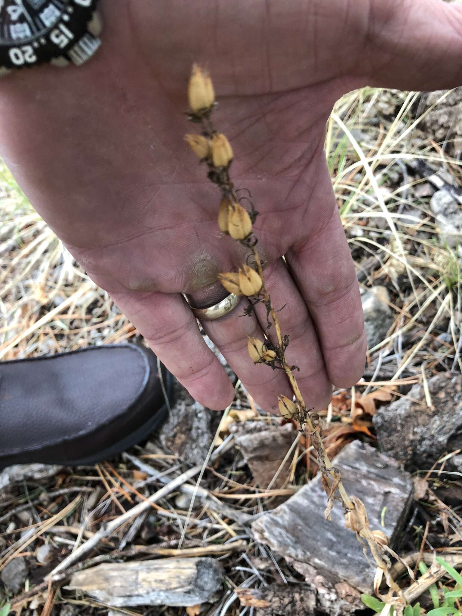 Image of New Mexico beardtongue