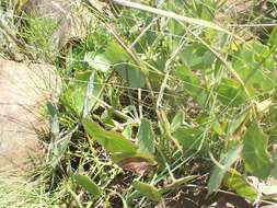 Plancia ëd Senecio oxyriifolius subsp. oxyriifolius