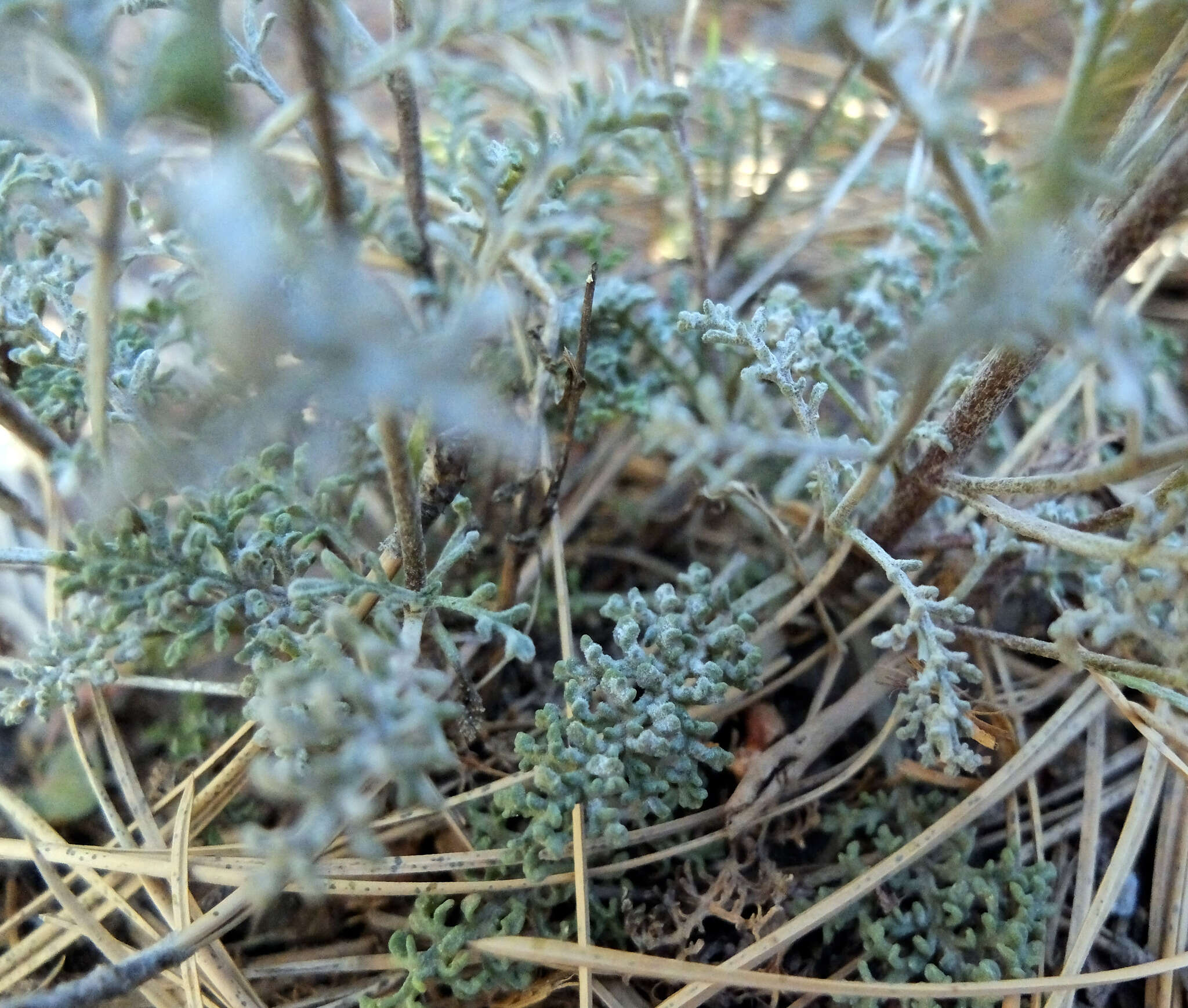 Sivun <i>Chaenactis <i>douglasii</i></i> var. douglasii kuva