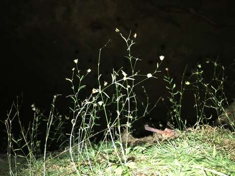 Image of Cumberland sandwort