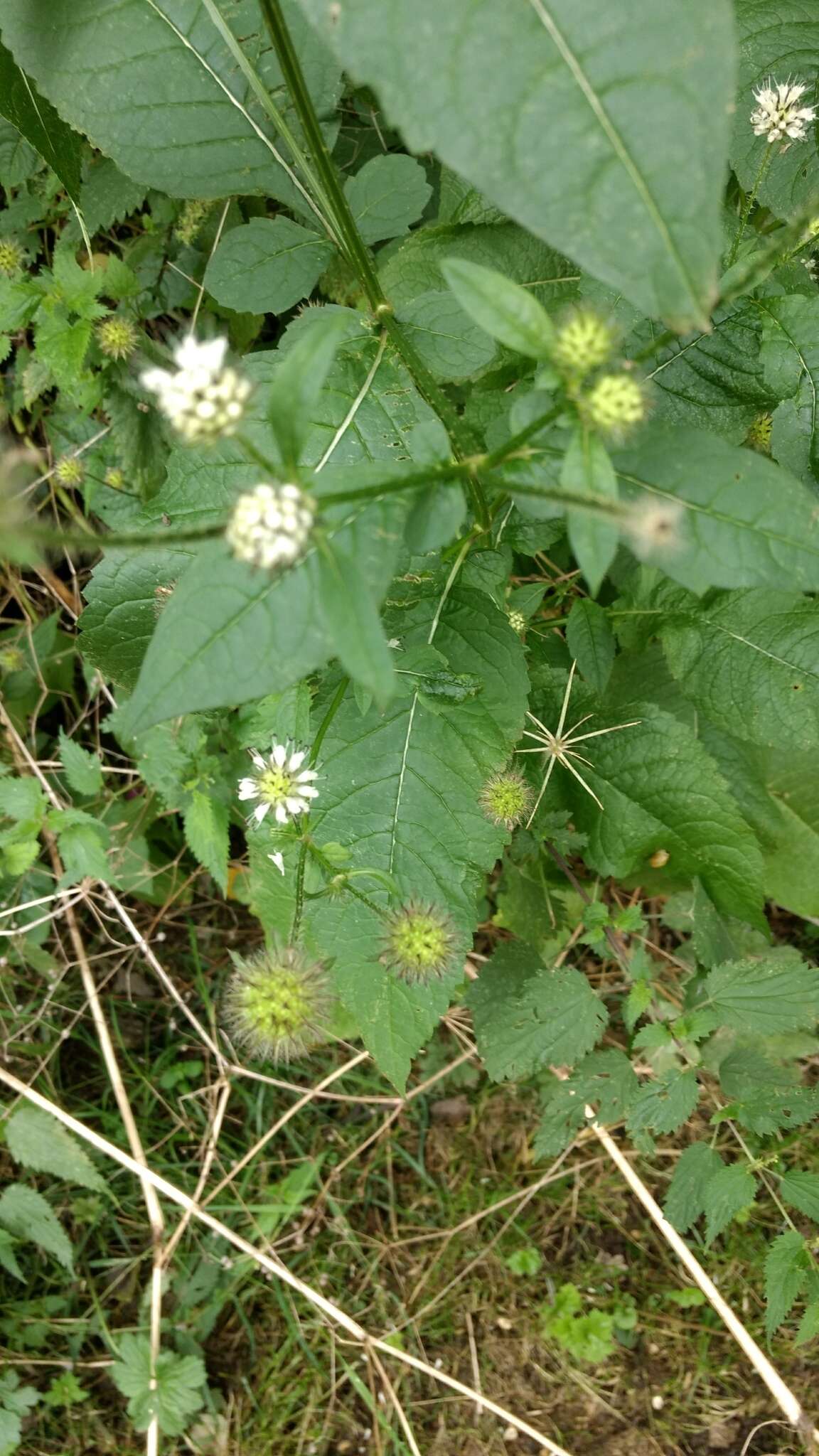 Слика од Dipsacus pilosus L.