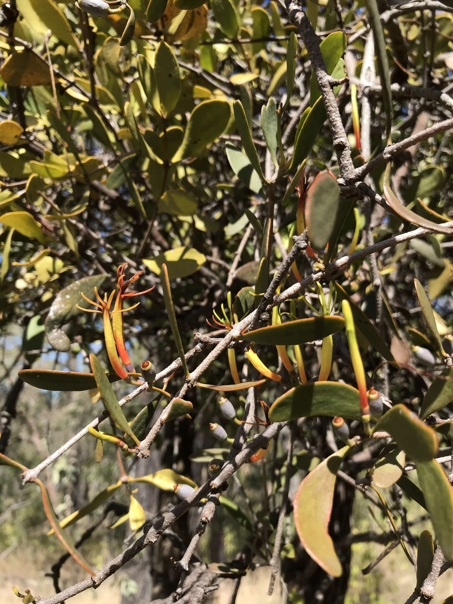 Image of Lysiana spathulata (Blakely) Barlow