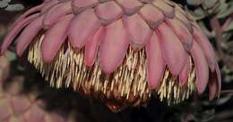 Image de Protea sulphurea Phillips