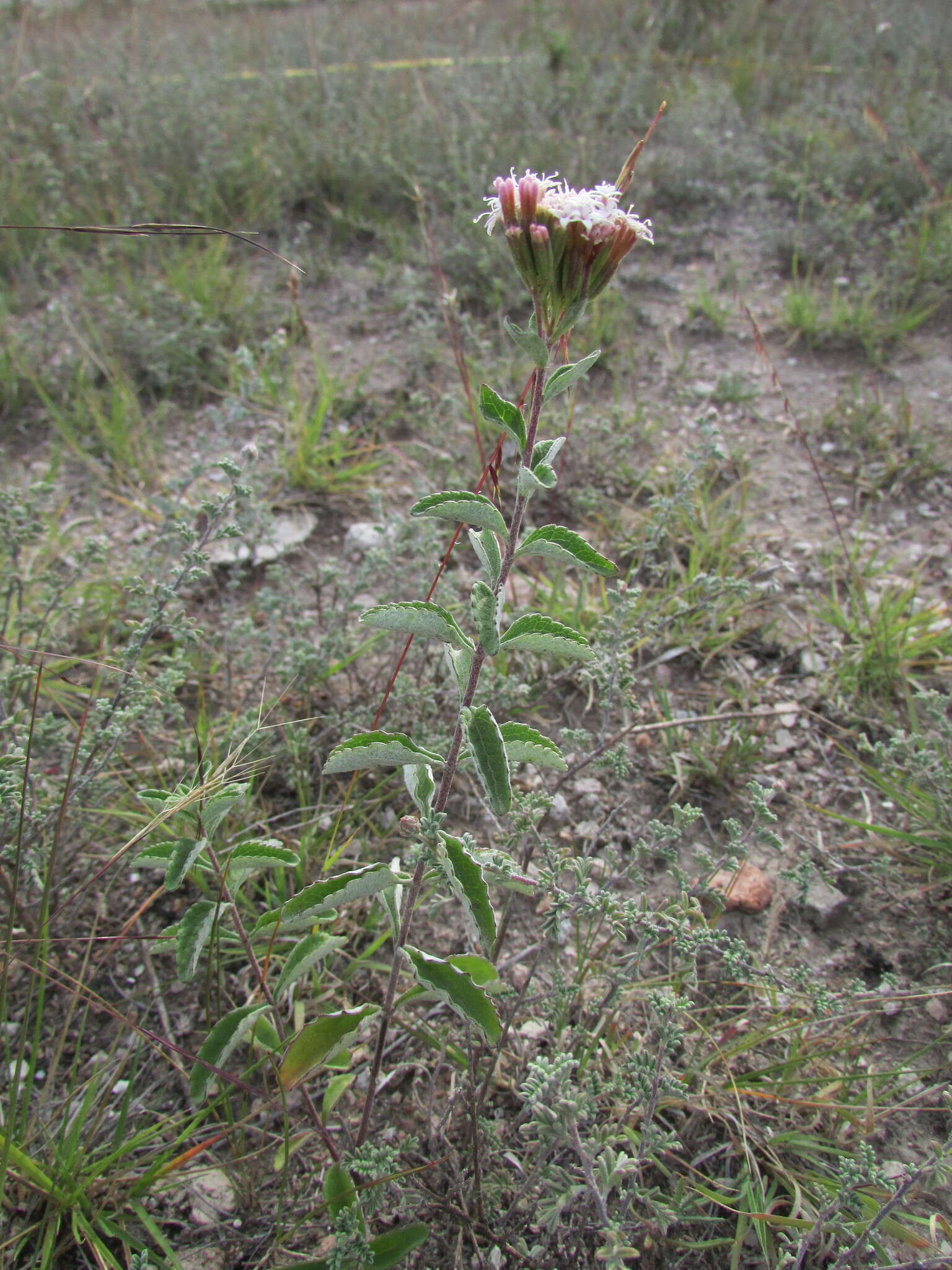 Image of Stevia tomentosa Kunth