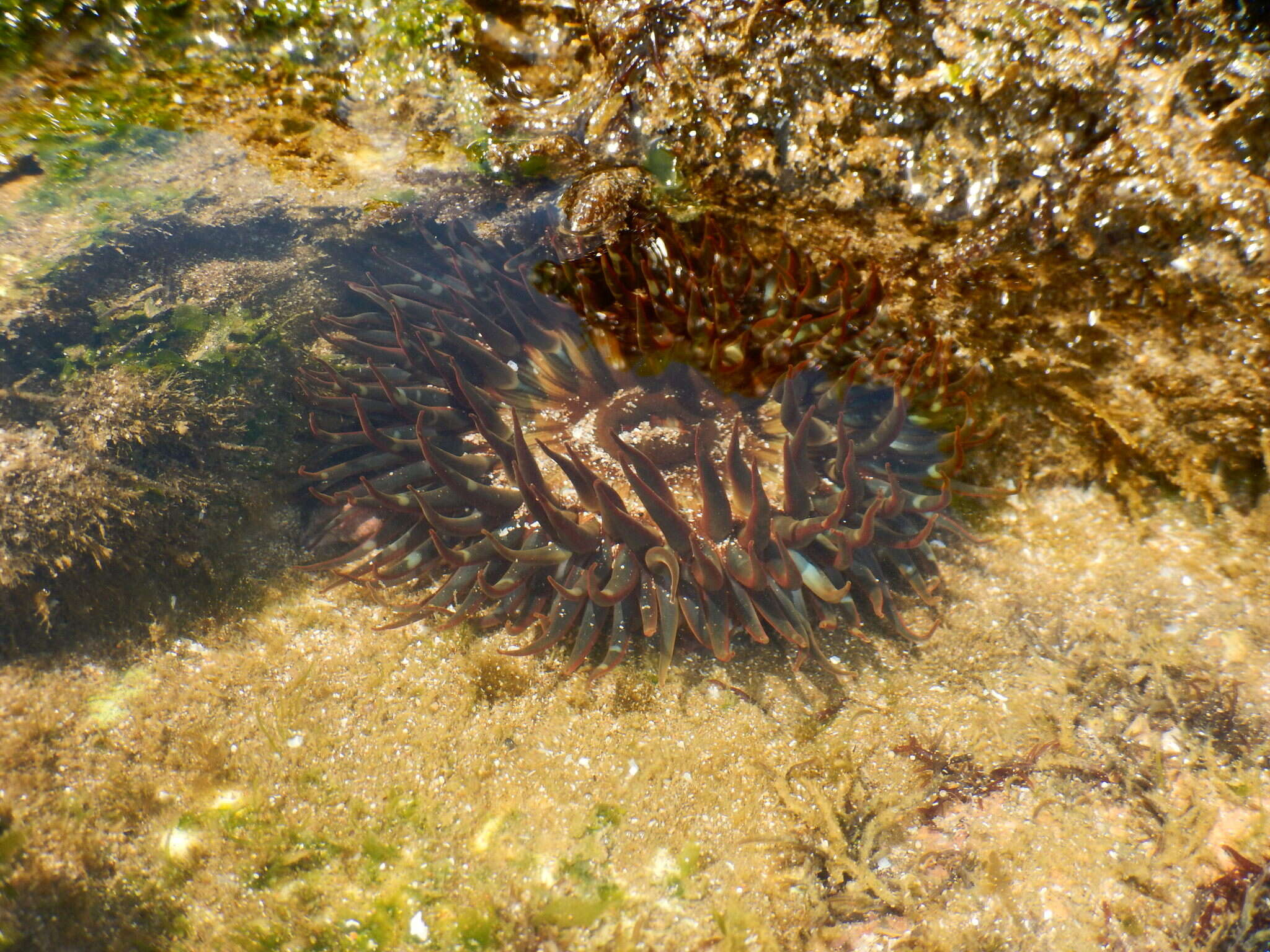 Image of Anthopleura anjunae Den Hartog & Vennam 1993