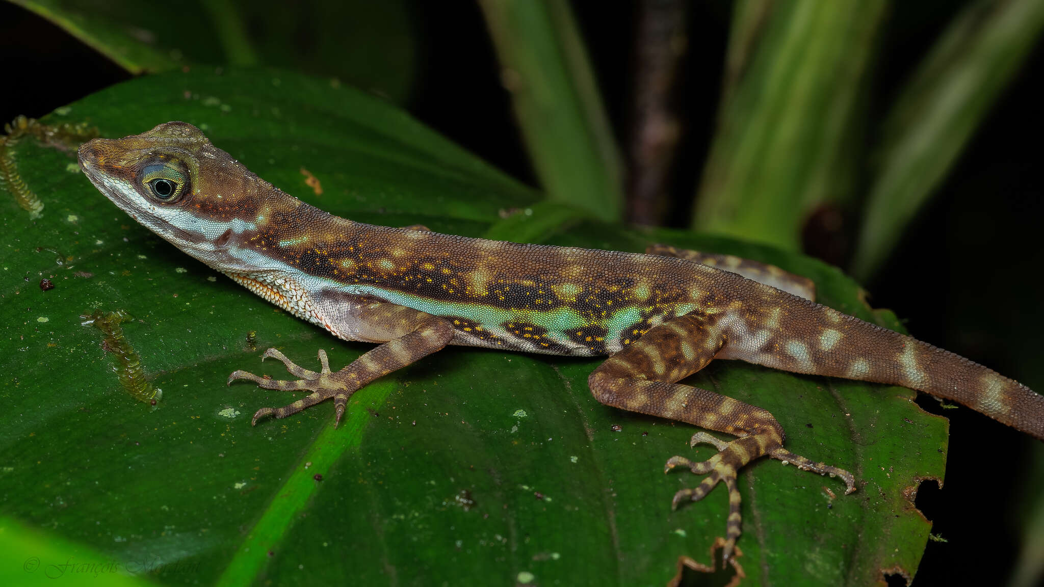 Image of Water  Anole