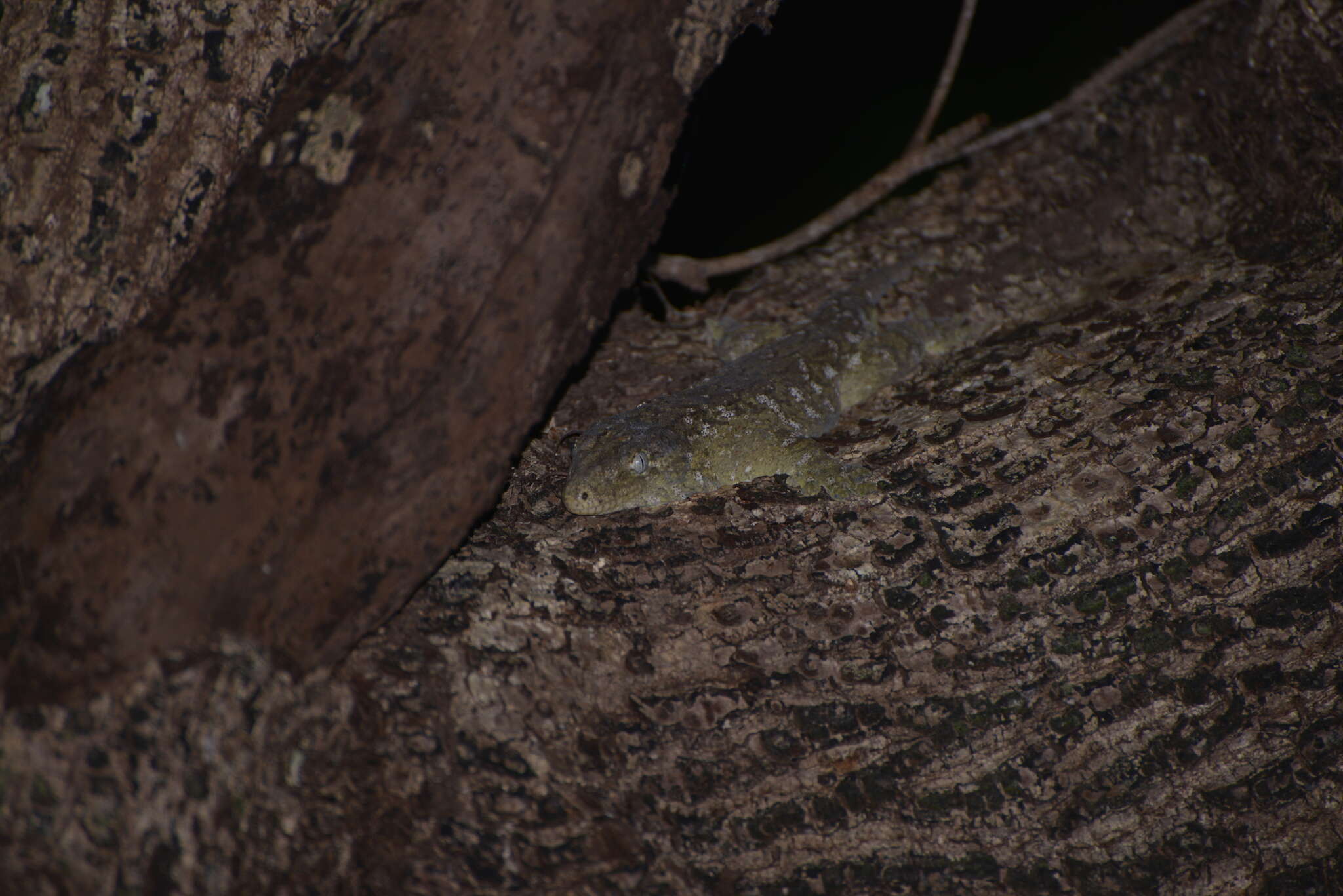 Image of New Caledonia Giant Gecko