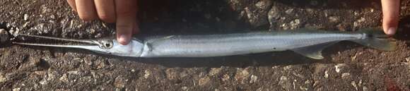 Image of Alligator gar