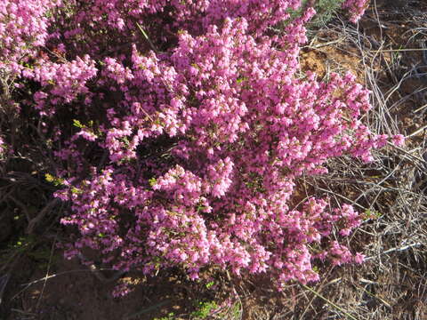 Plancia ëd Erica platycalyx E. G. H. Oliver