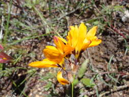 Image of spotted African cornlily