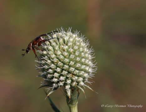 Image of Delta Flower Scarab