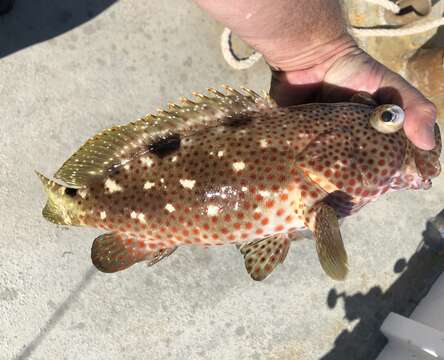 Image of Butterfish