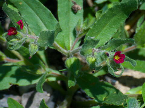 Image of Nonea caspica (Willd.) G. Don