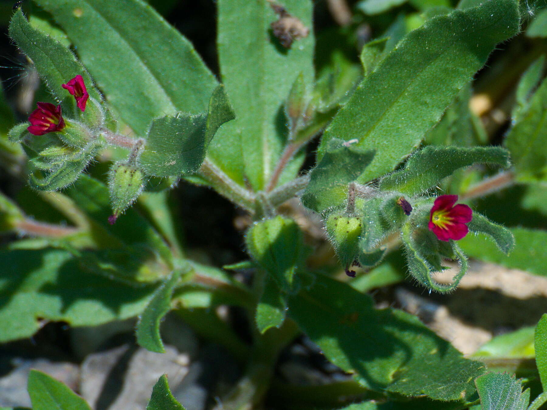 Слика од Nonea caspica (Willd.) G. Don