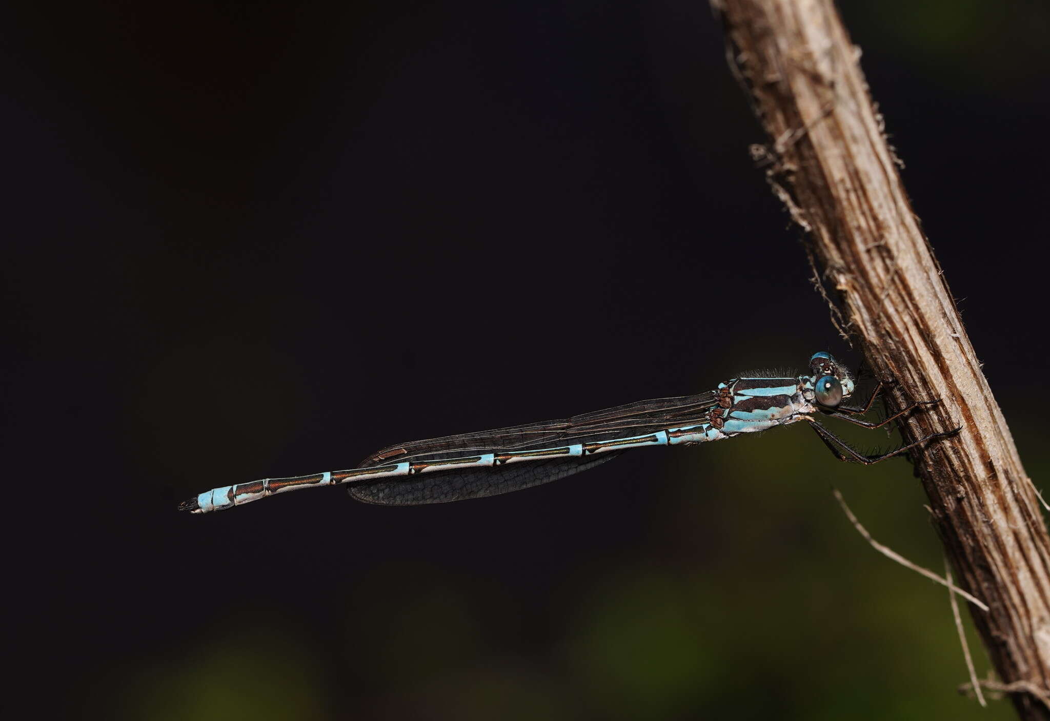 Image of Austrolestes aridus (Tillyard 1908)