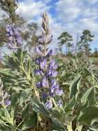 Image of sky-blue lupine