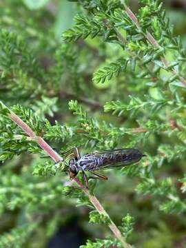 Image of Devon Red-legged Robber Fly