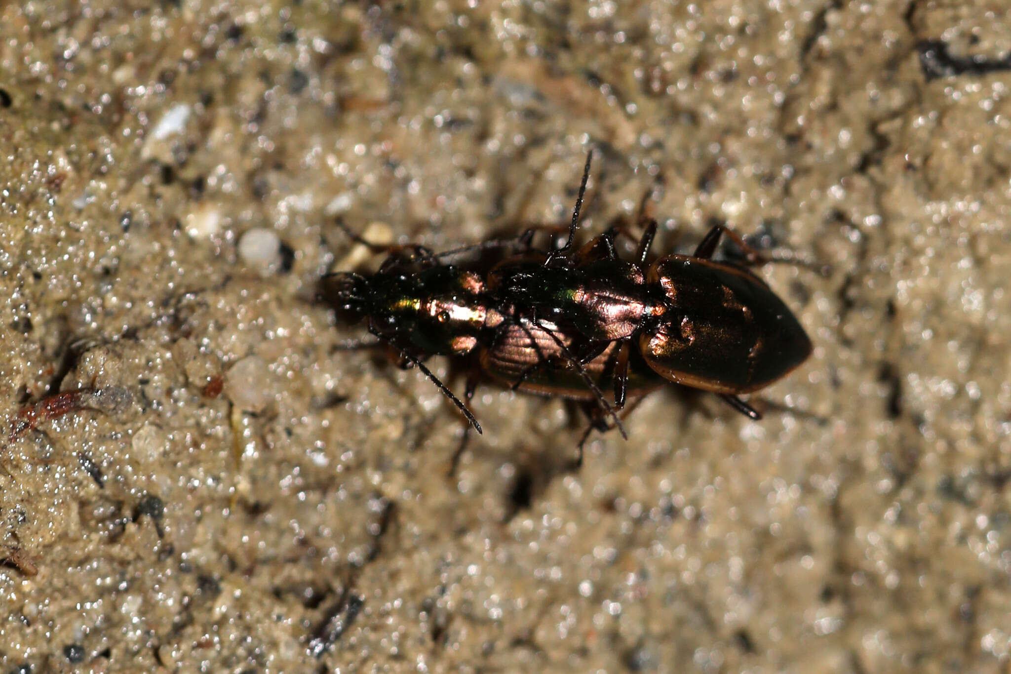 Image of Agonum (Agonum) marginatum (Linnaeus 1758)