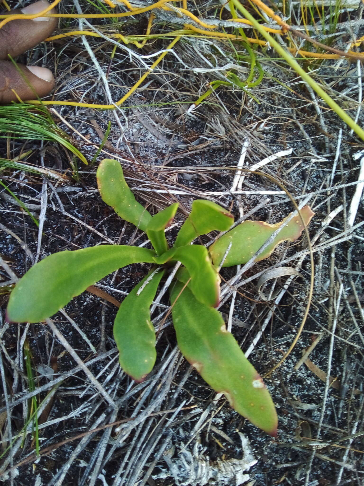 Image of Skiatophytum skiatophytoides (Leistn.) Klak