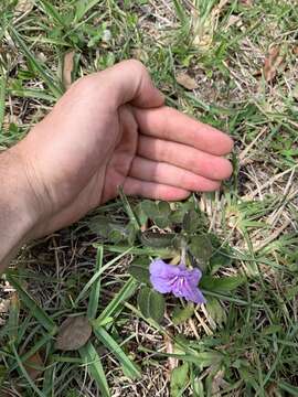 Image of Thickleaf Wild Petunia