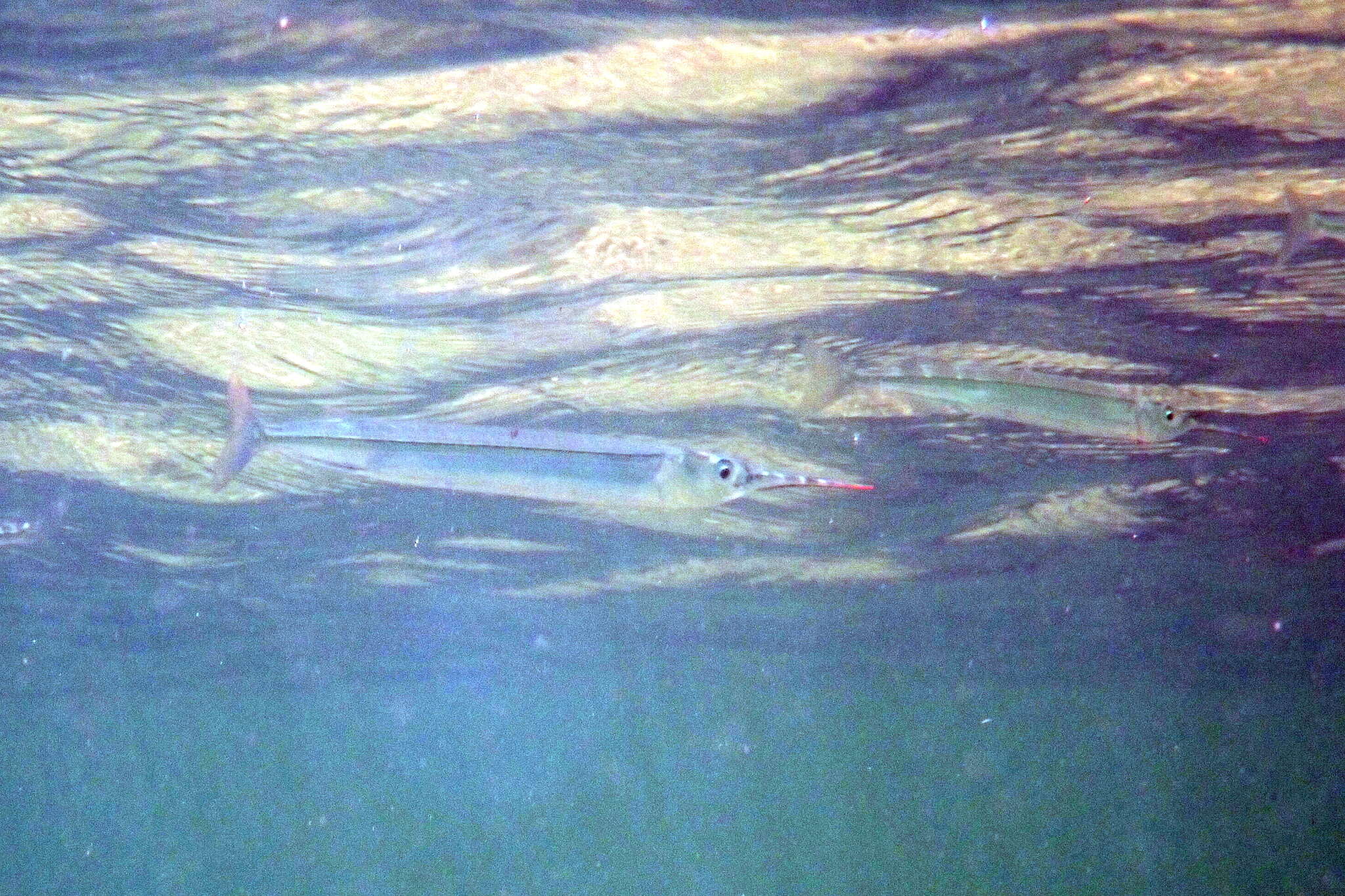 Image of Dusky sea garfish