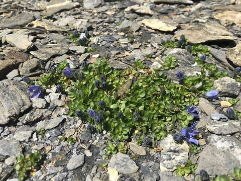 Image of Mount Cenis Bellflower