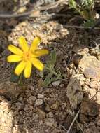 Imagem de Eriophyllum ambiguum var. paleaceum (Brandeg.) Ferris