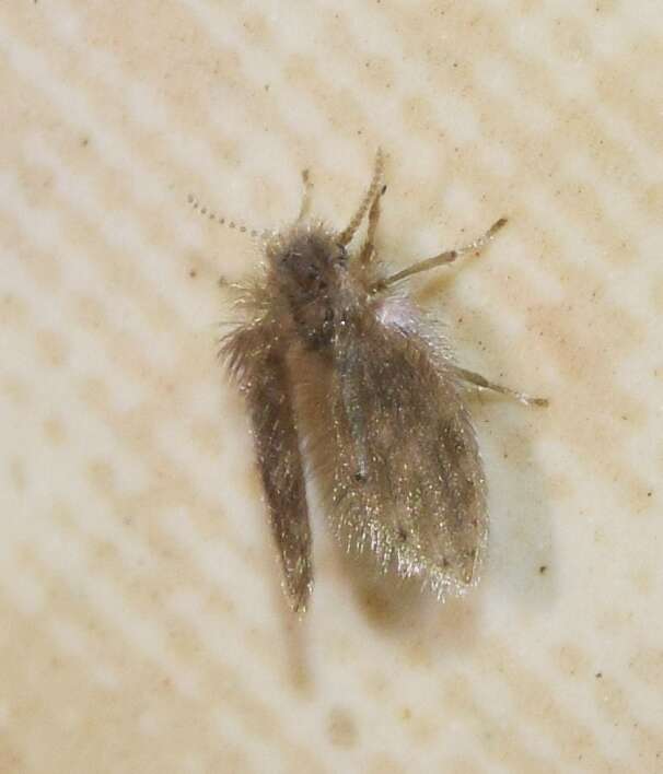 Image of Moth fly