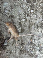 Image of California pocket mouse