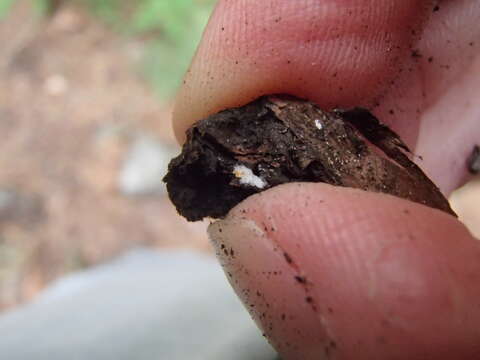 Sivun Capnocybe spongiosa (Hoerl) S. Hughes 1966 kuva