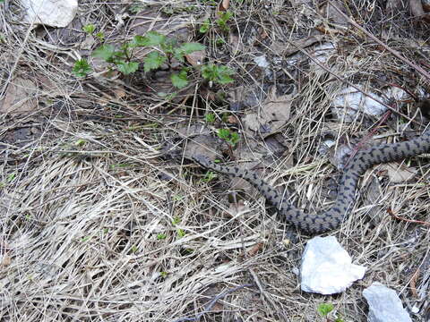 Image of Vipera aspis francisciredi Laurenti 1768