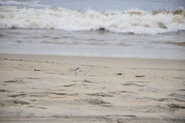 Image of Western snowy plover