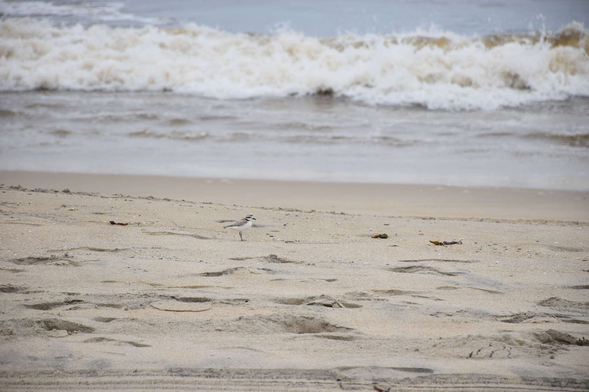Image of Western snowy plover