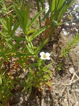 Image de Gratiole Officinale