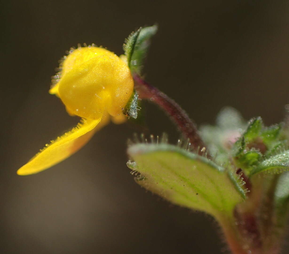 Image of Hemimeris racemosa (Houtt.) Merrill