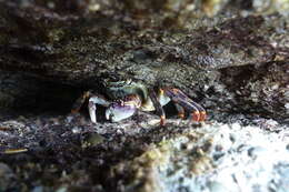 Image of Leptograpsus
