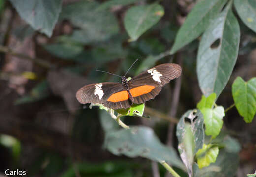 Image of Heliconius hortense Guérin-Ménéville (1829)