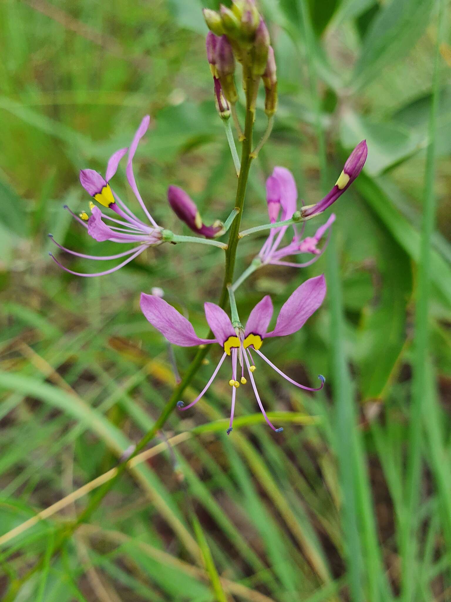 Слика од Sieruela maculata (Sond.) Roalson & J. C. Hall