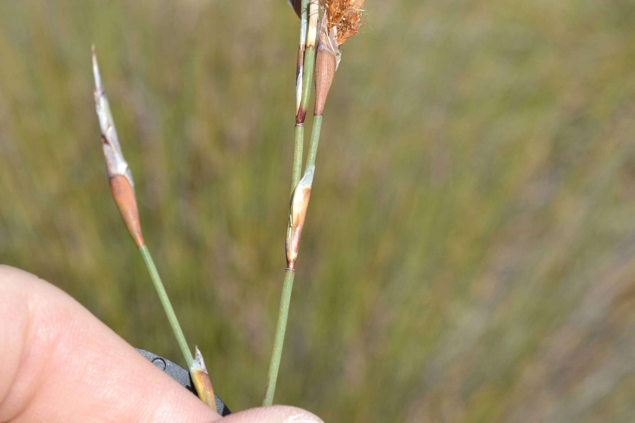 Imagem de Willdenowia incurvata (Thunb.) H. P. Linder