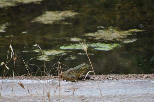 Image of Perez's Frog