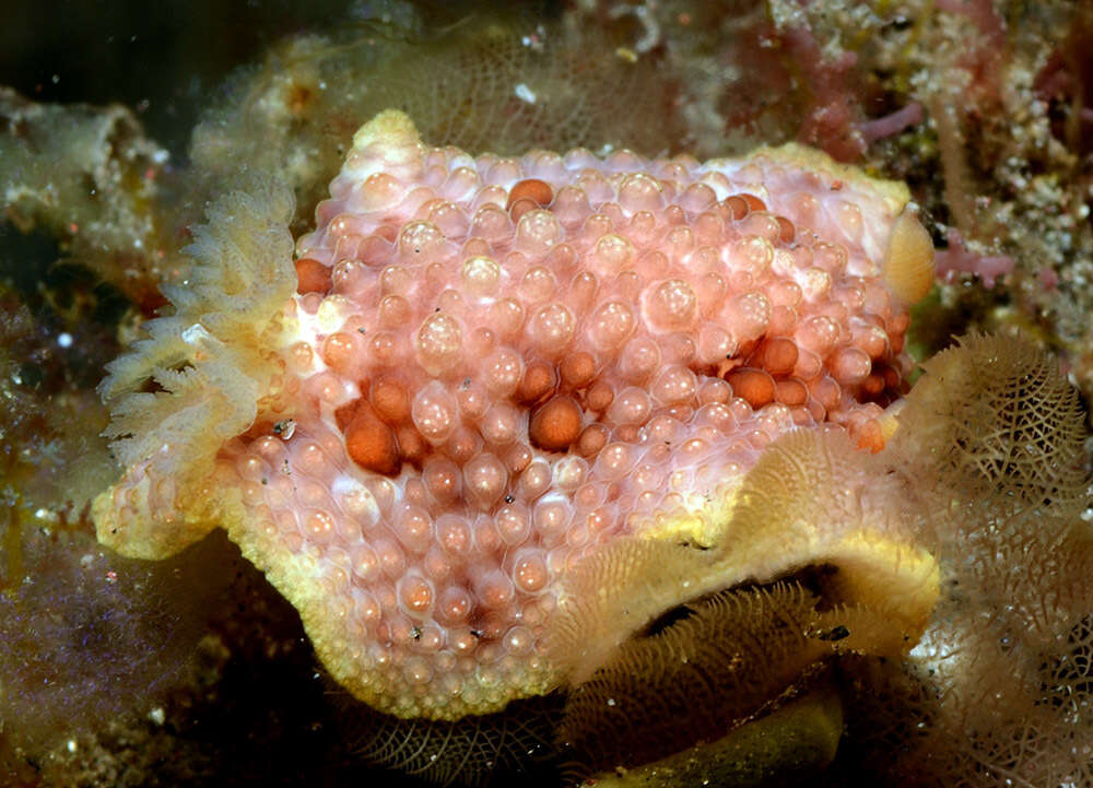 Image of Carminodoris grandiflora (Pease 1860)