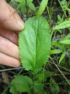 Image of falsegold groundsel