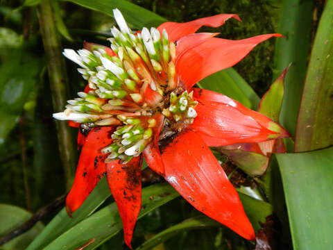 Image of Guzmania conglomerata H. Luther