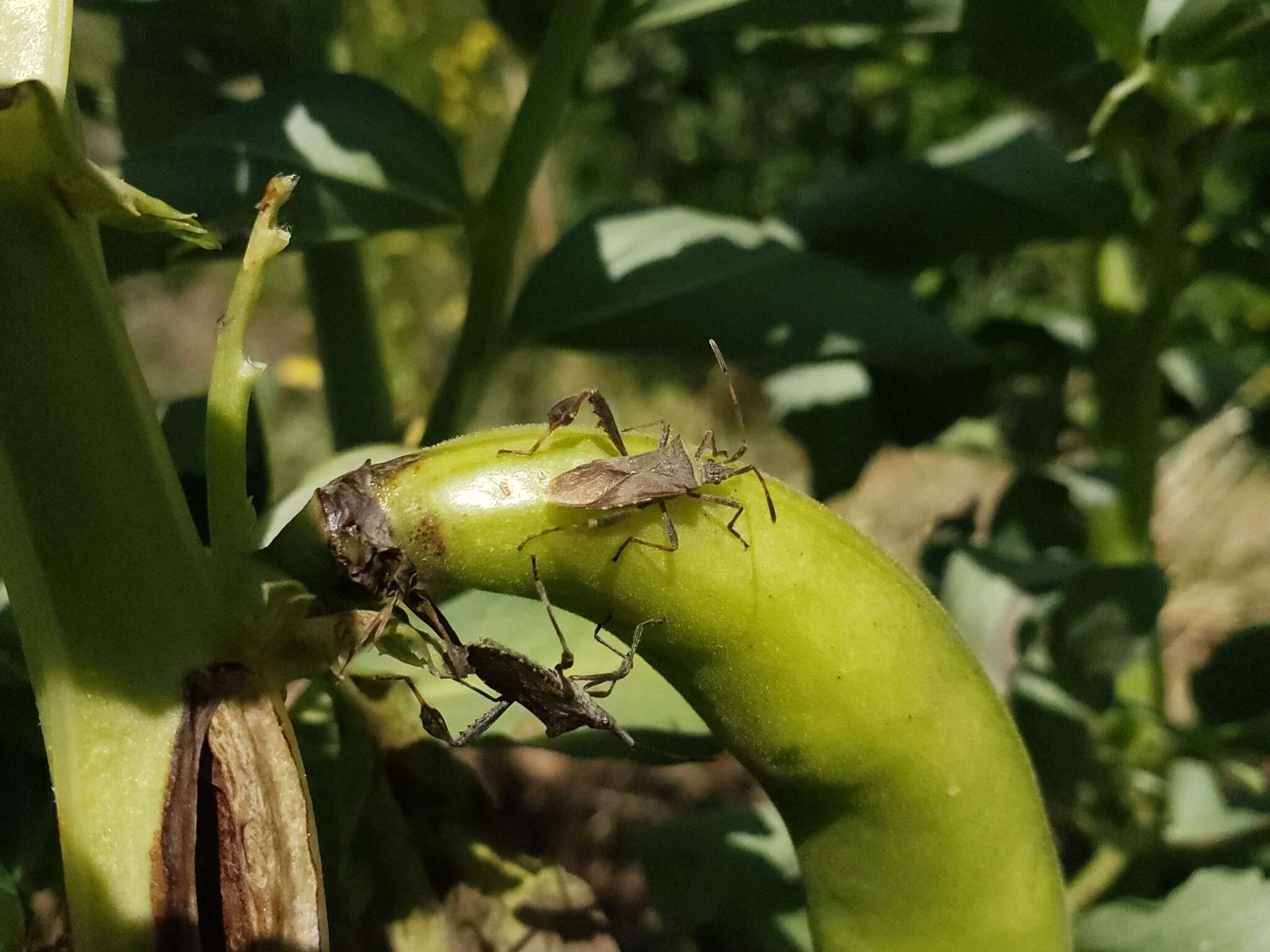 Image of Leaf-footed bug