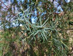 Image of Juniperus oxycedrus subsp. badia (H. Gay) Debeaux