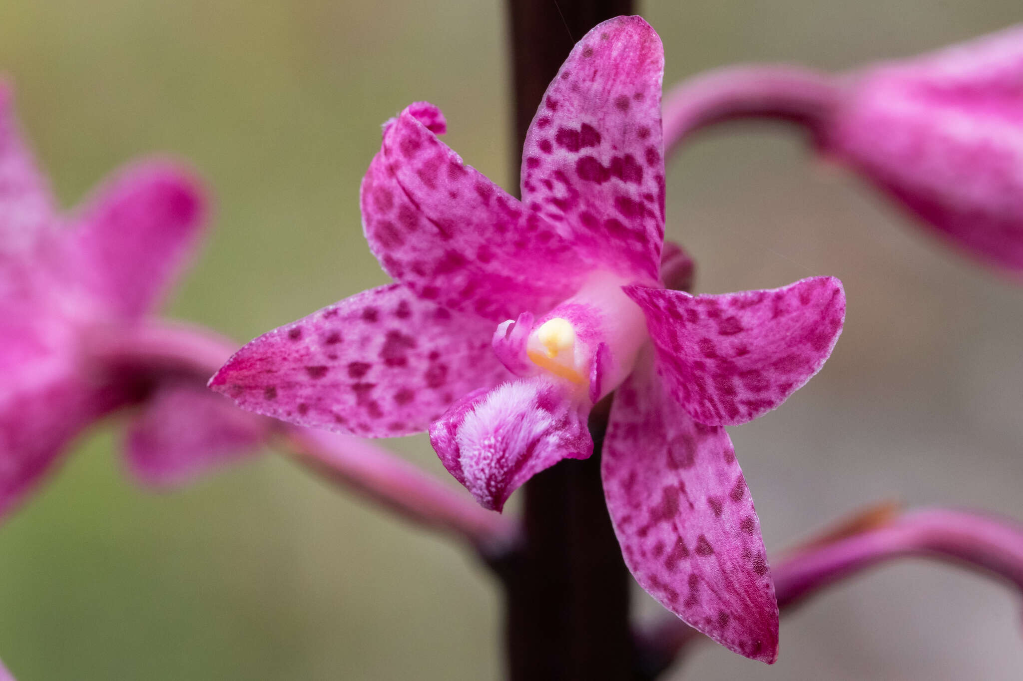 Image of Purple hyacinth orchid